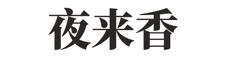 夜来香